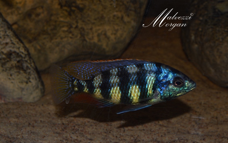 Protomelas sp. 'johnstoni solo'